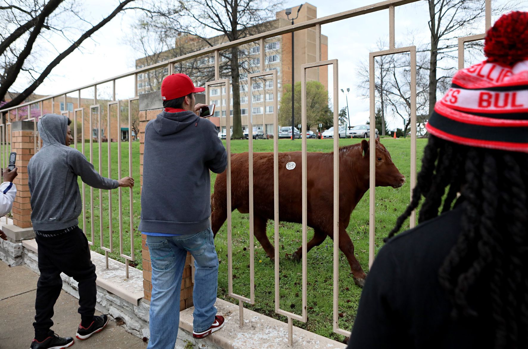 Steer breaks for freedom
